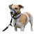 Dog Training Collars Company of Animals Halti Black Muzzle (31-40 cm)