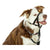 Dog Training Collars Company of Animals Halti Black Muzzle (31-40 cm)